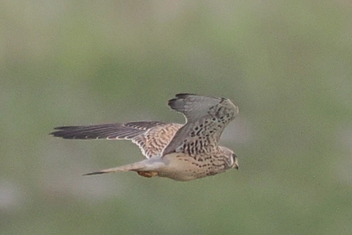 Eurasian Kestrel - Donna Pomeroy