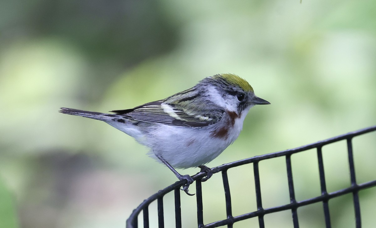 Chestnut-sided Warbler - Anne Bielamowicz