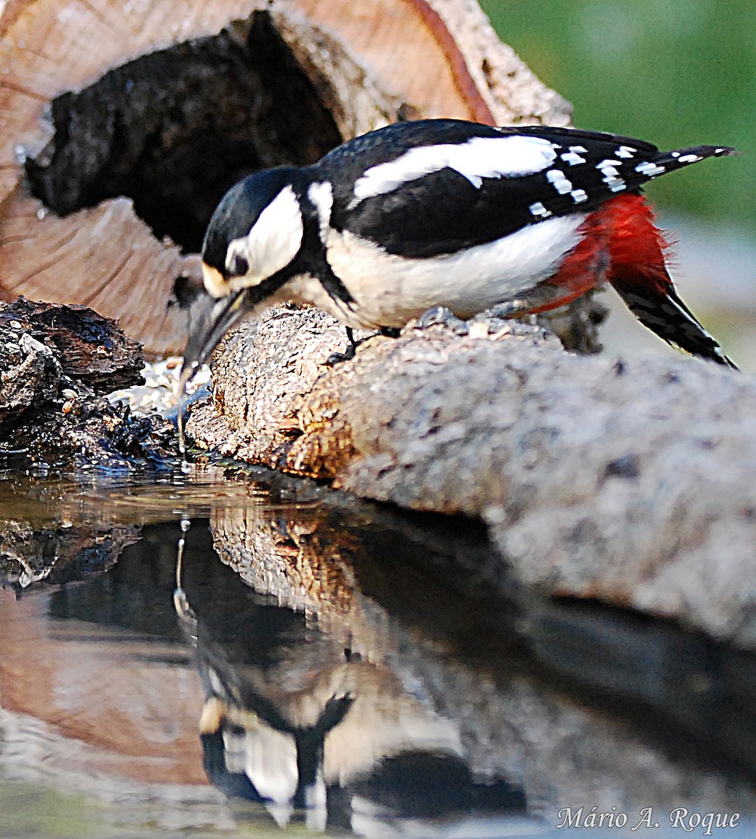 Great Spotted Woodpecker - Mário Roque