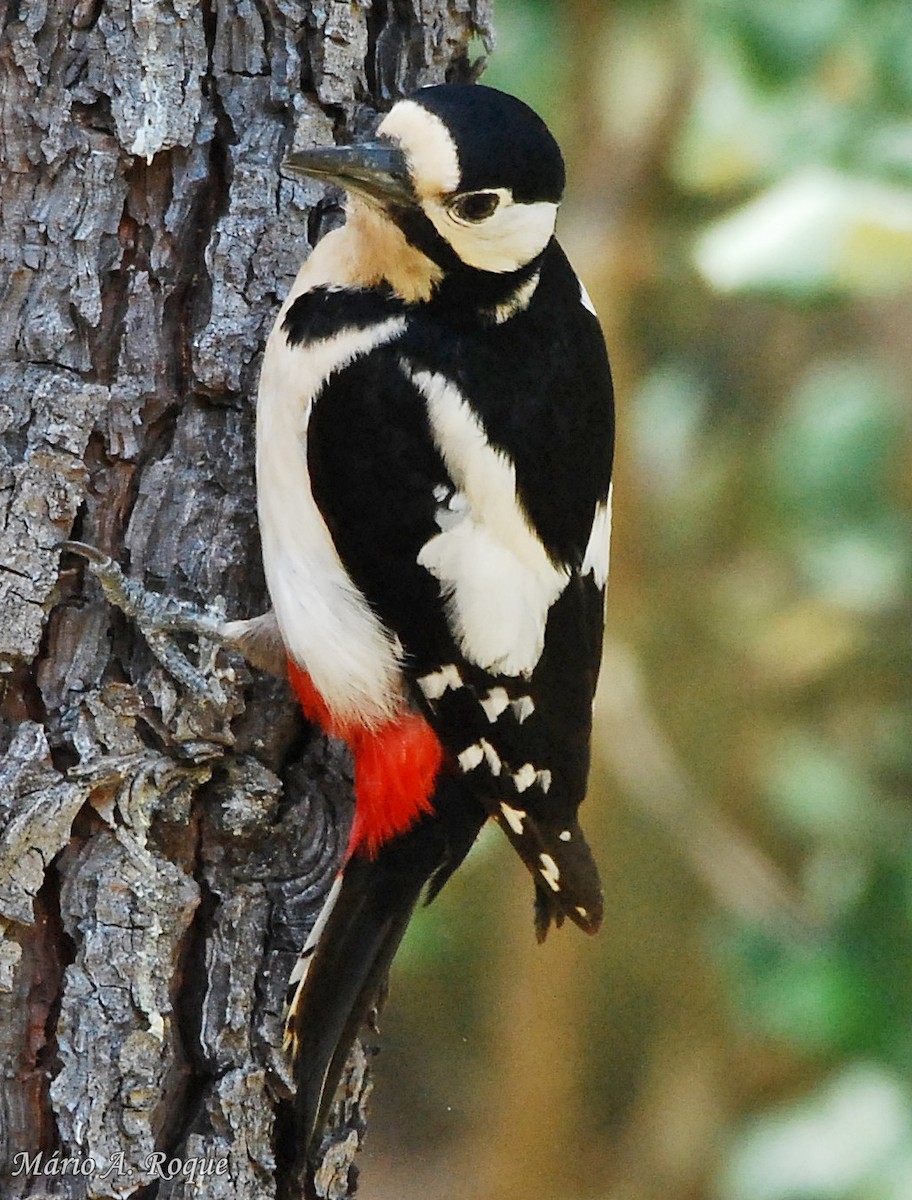 Great Spotted Woodpecker - Mário Roque