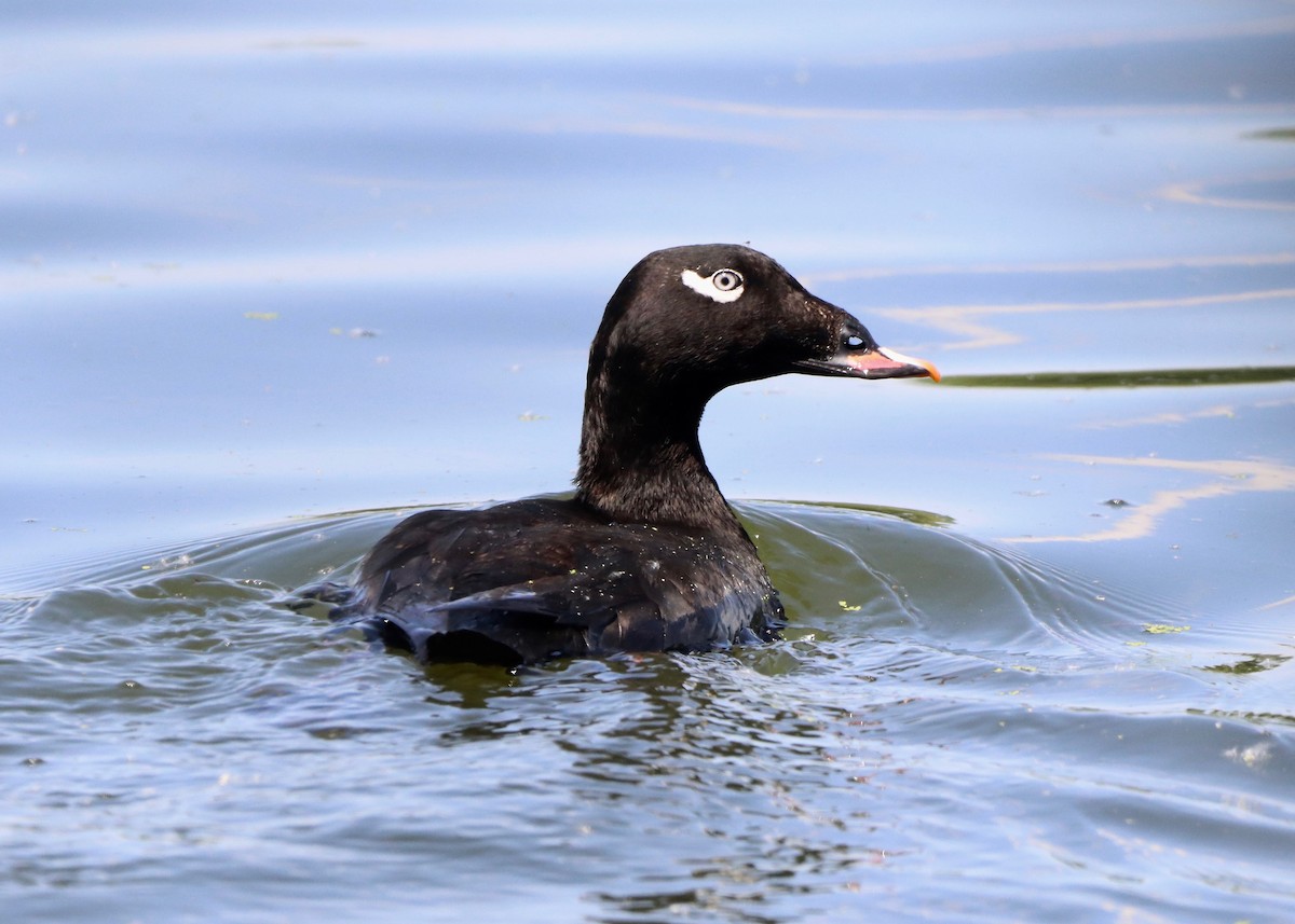 White-winged Scoter - Stephen Taylor