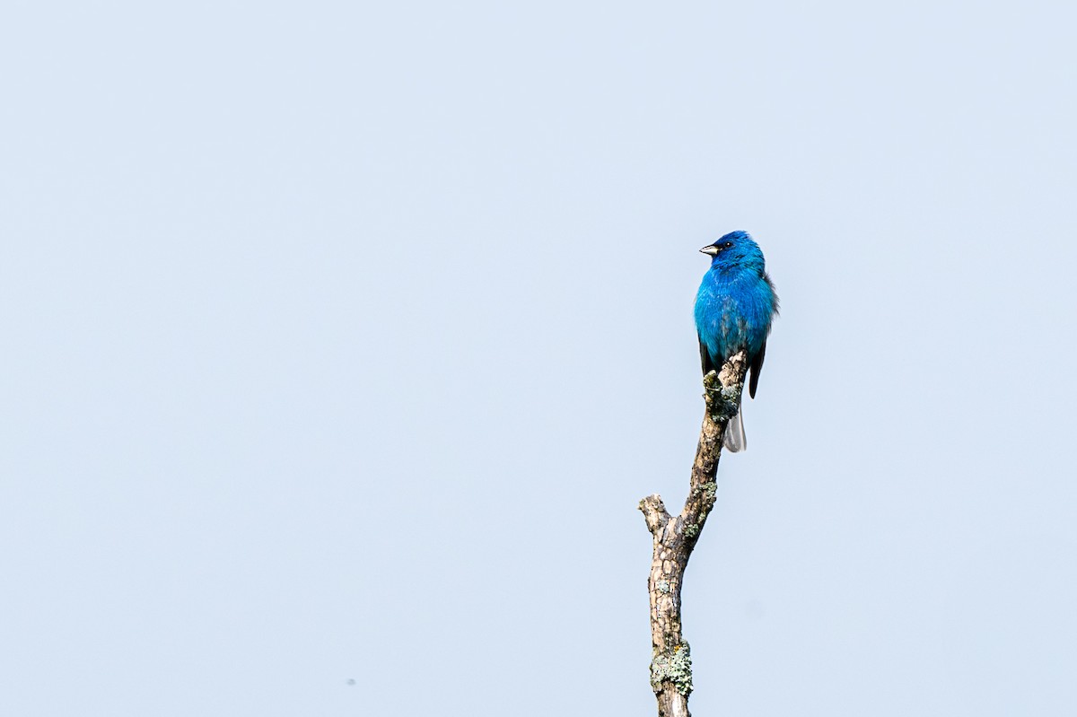 Indigo Bunting - Jeremy Castle