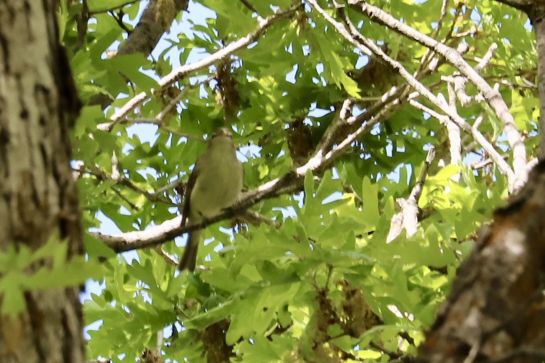 Warbling Vireo - JoAnn Dalley