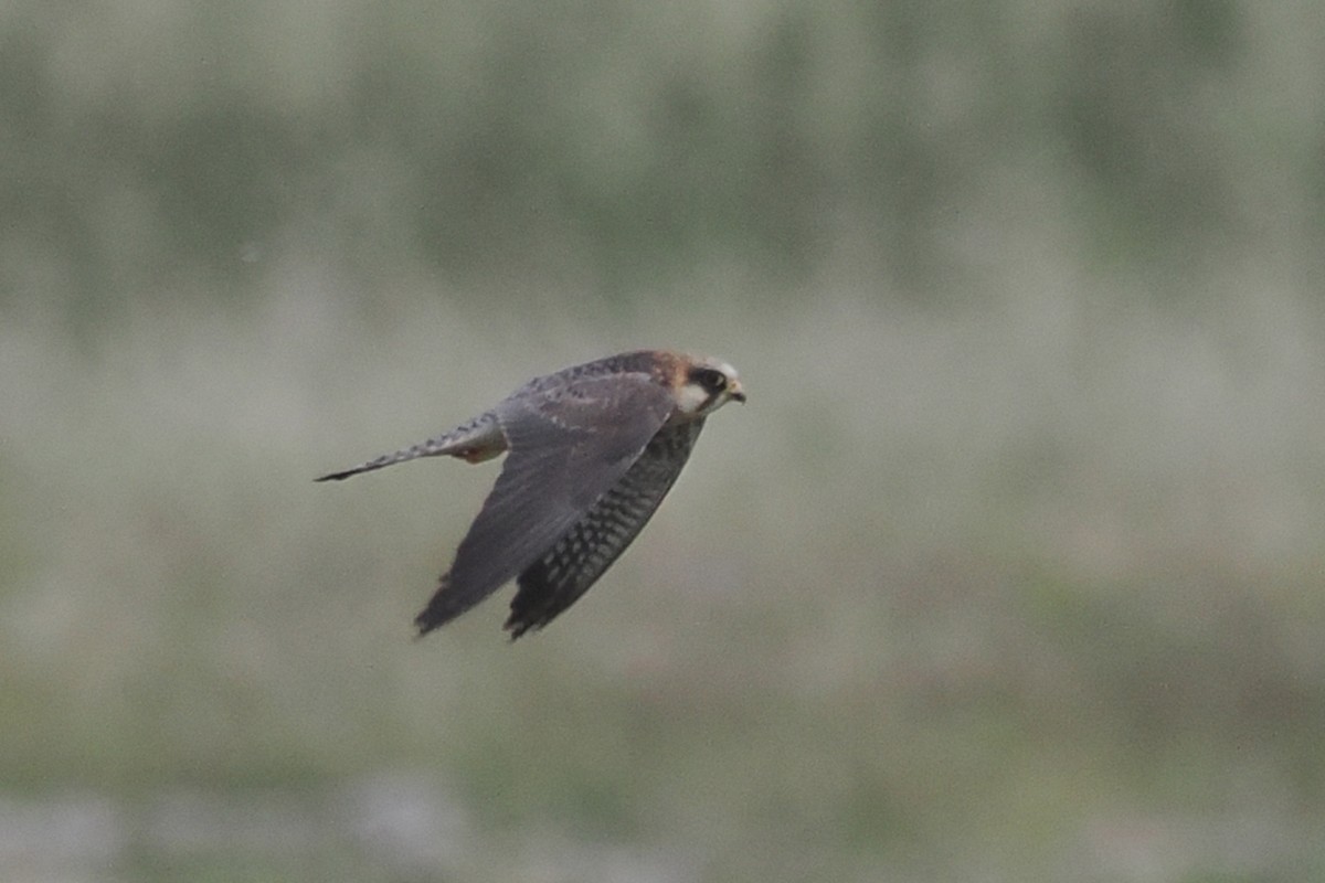 Red-footed Falcon - Donna Pomeroy