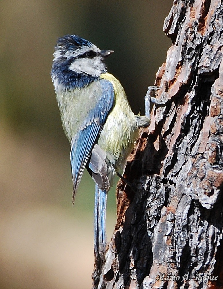 Eurasian Blue Tit - Mário Roque