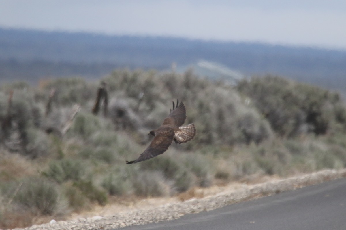 Swainson's Hawk - alan mauer