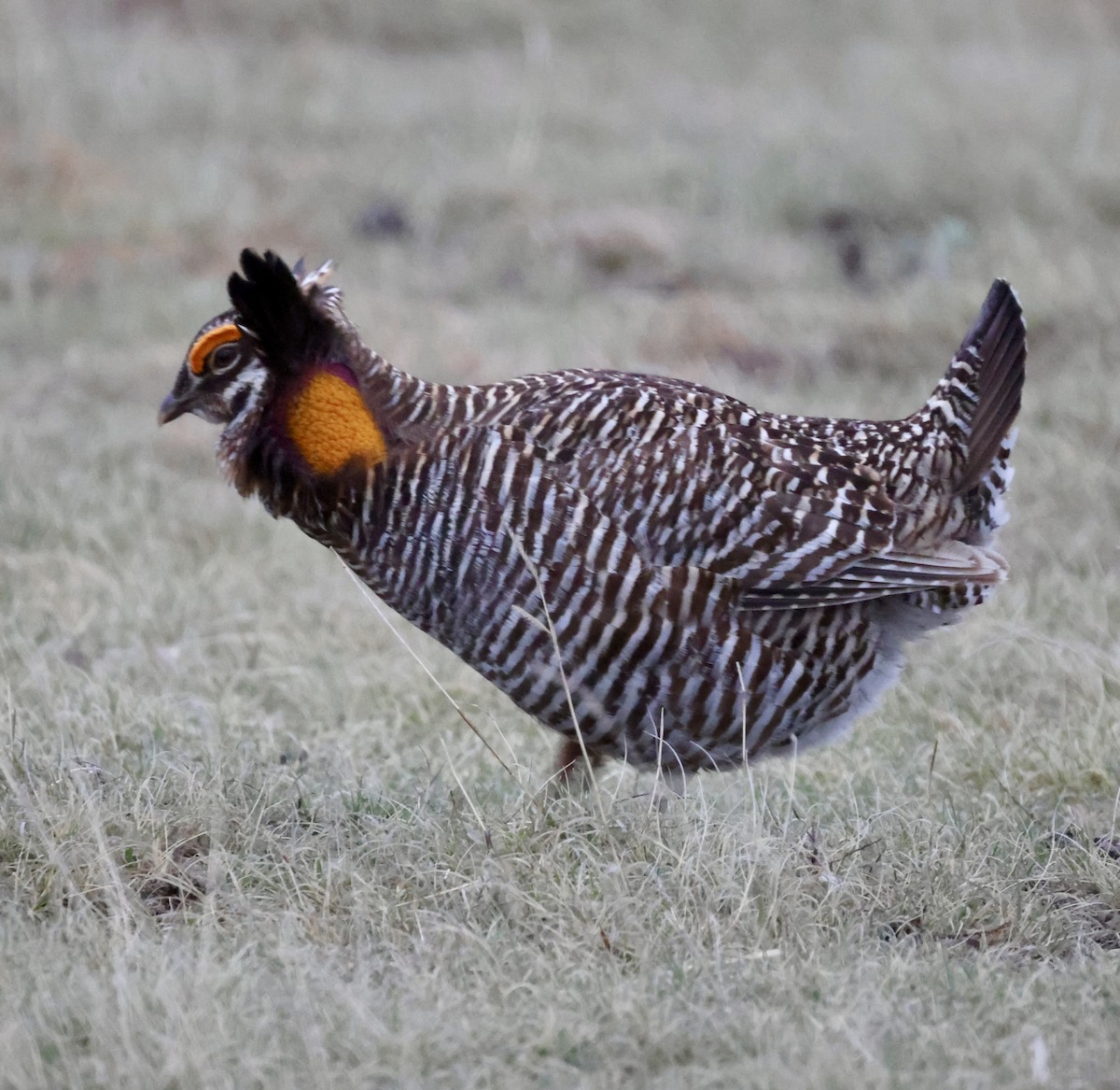 Greater Prairie-Chicken - Cheryl Rosenfeld