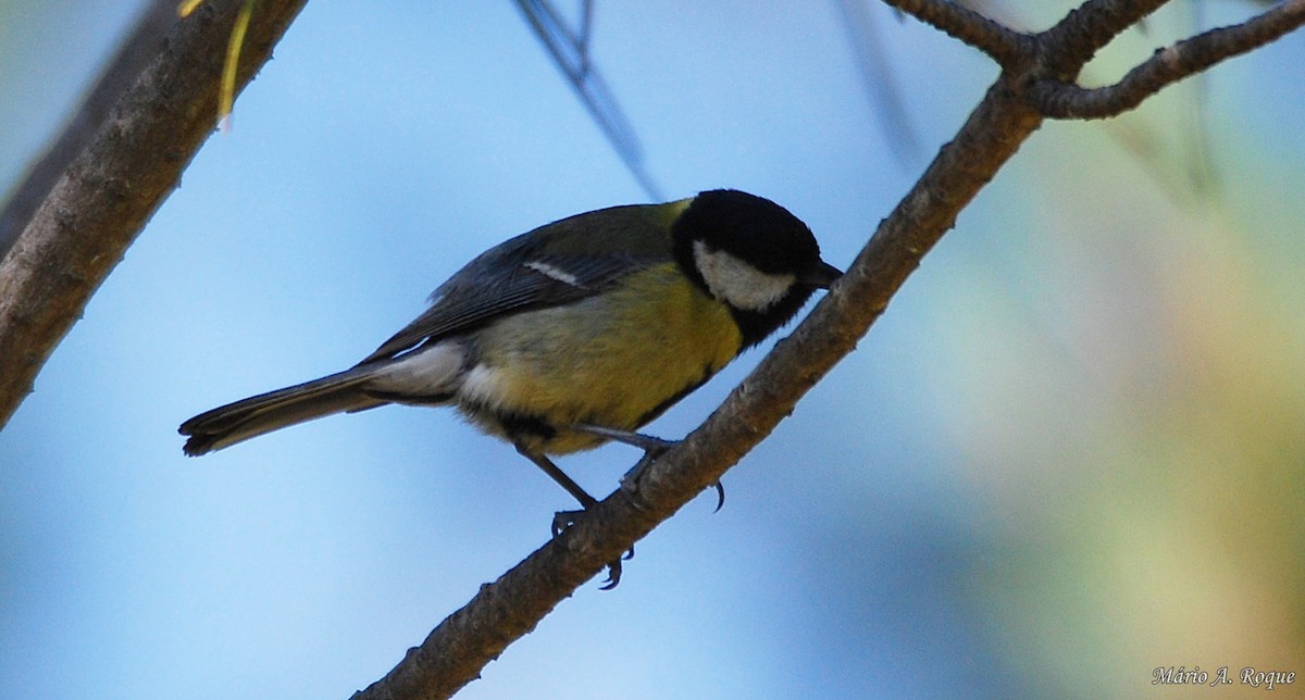 Great Tit - Mário Roque