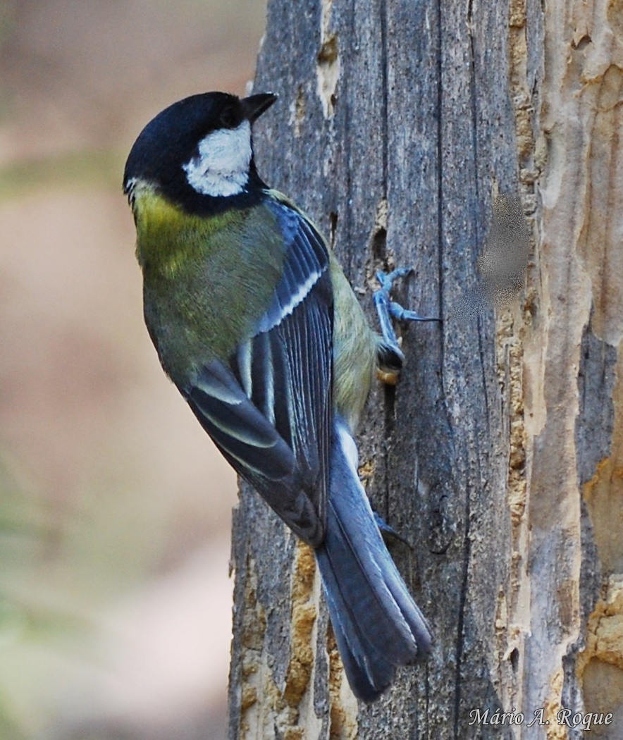 Great Tit - Mário Roque