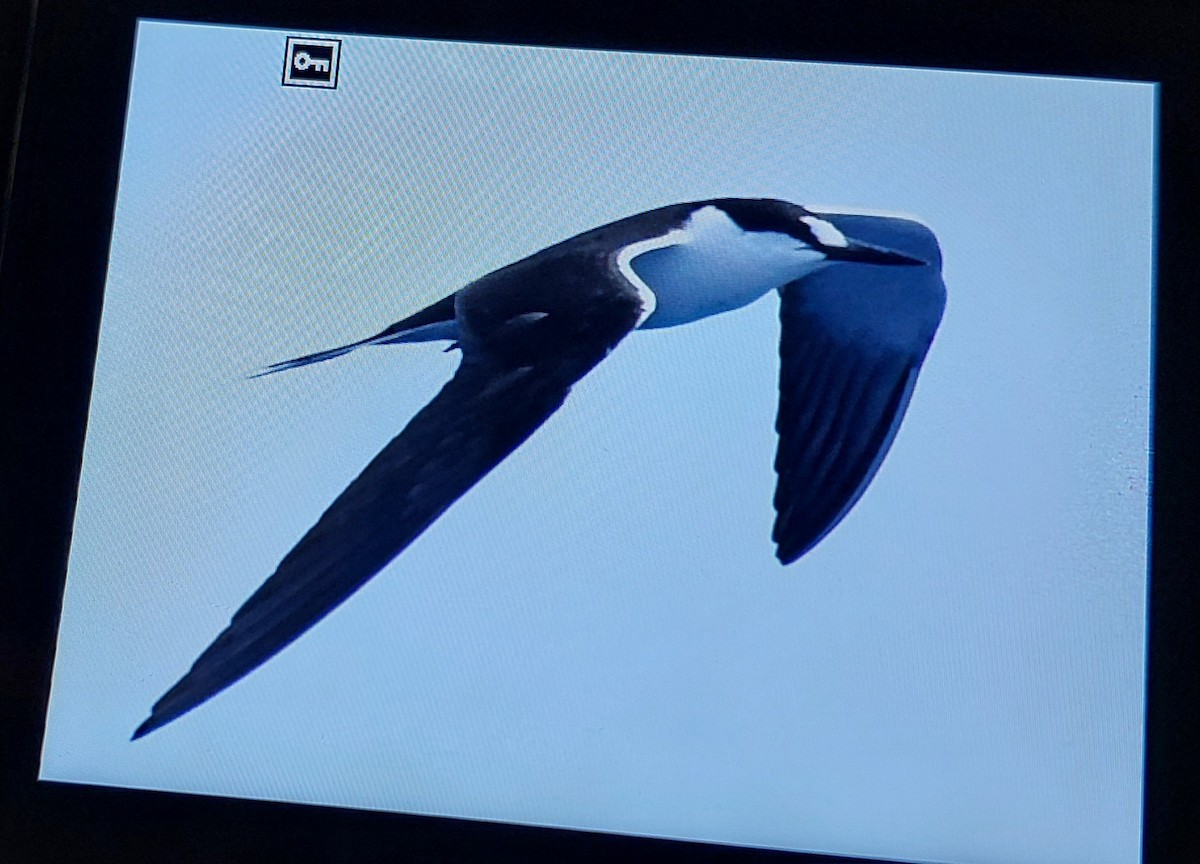 Sooty Tern - Fernando Barrantes