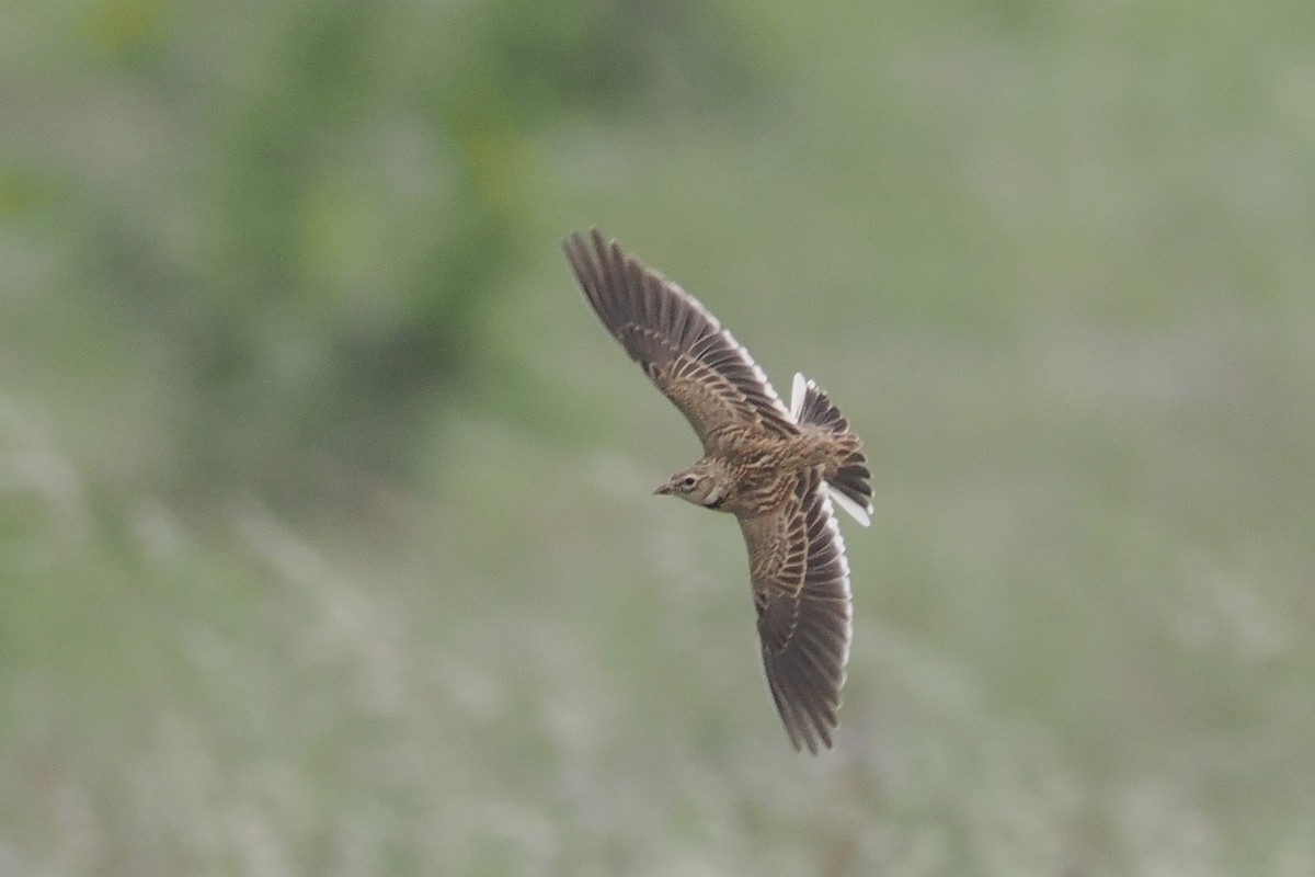 Calandra Lark - Donna Pomeroy