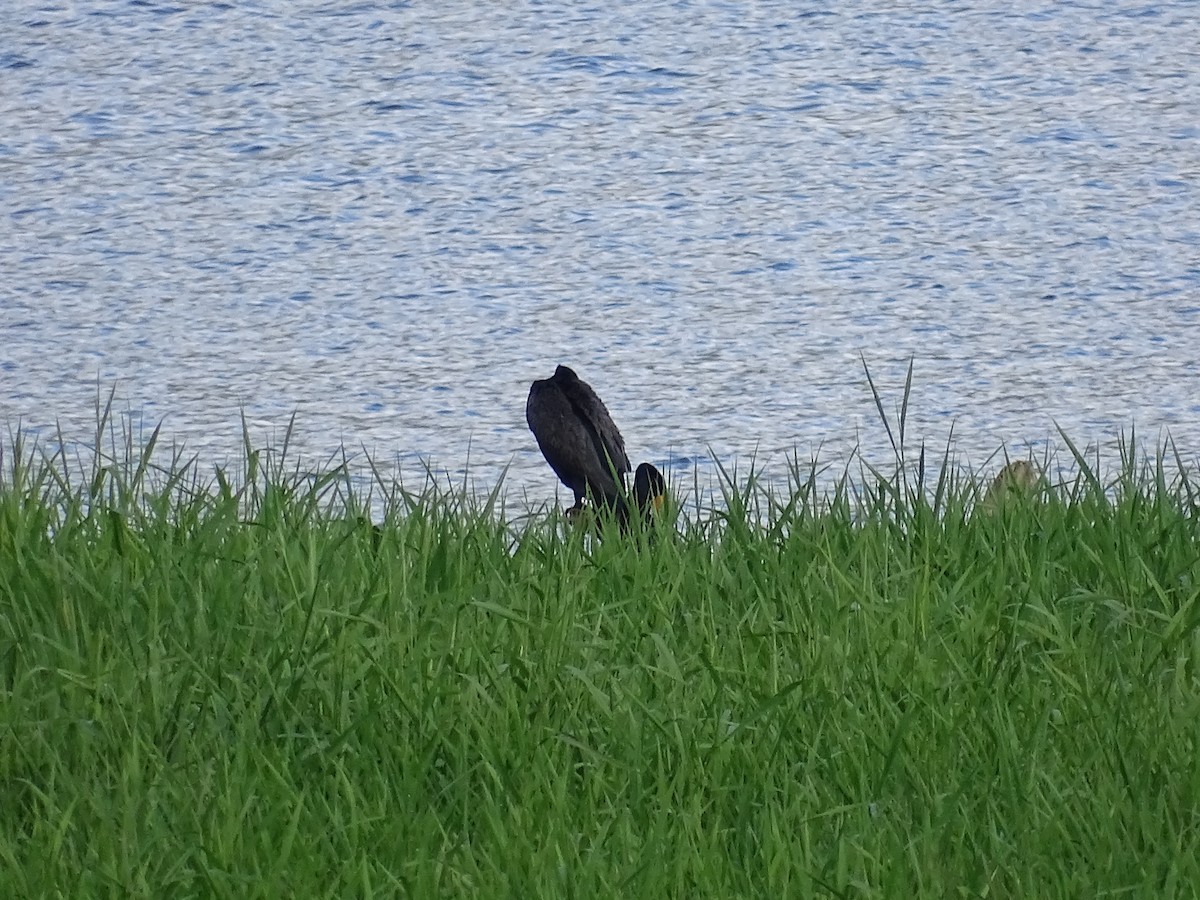 Double-crested Cormorant - Jim Walton