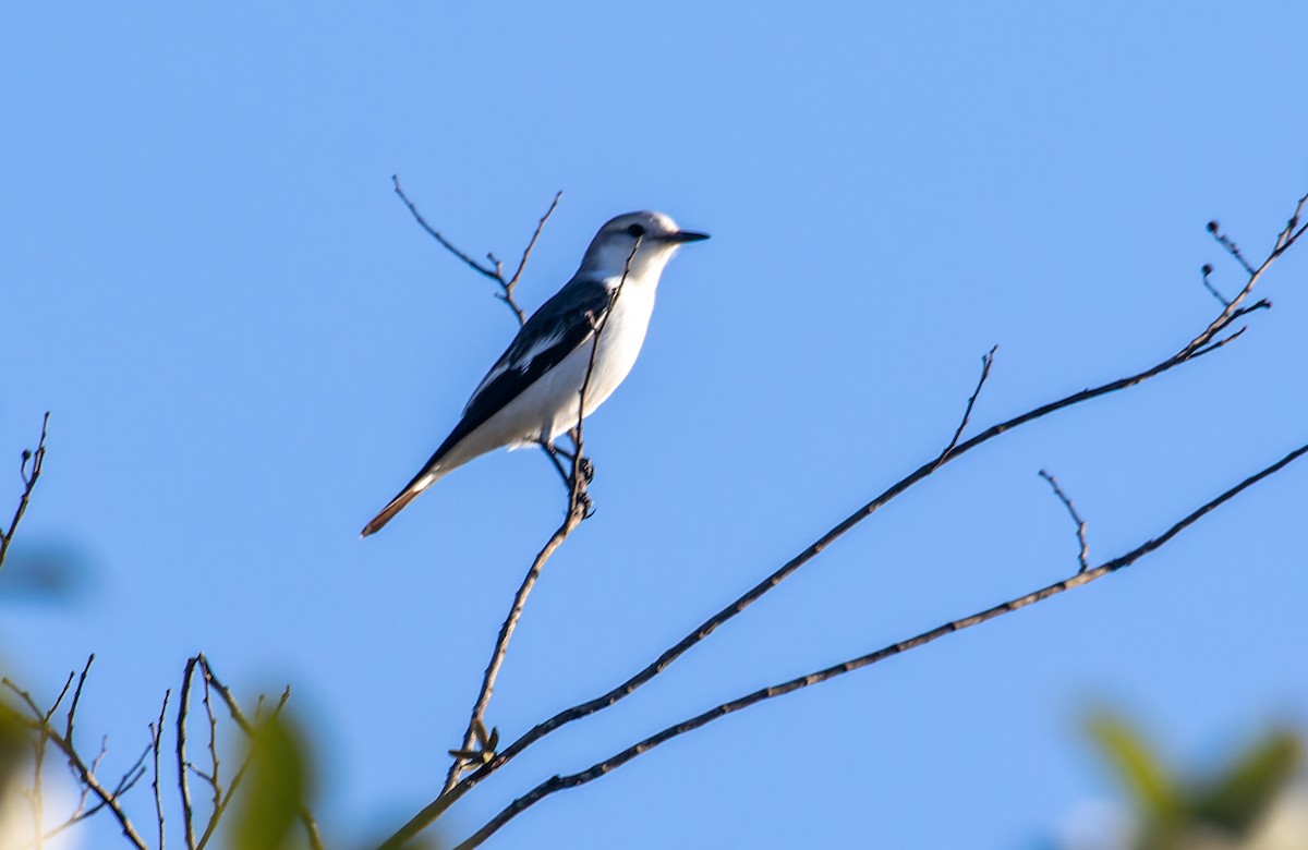 White-rumped Monjita - Fernanda Fernandex