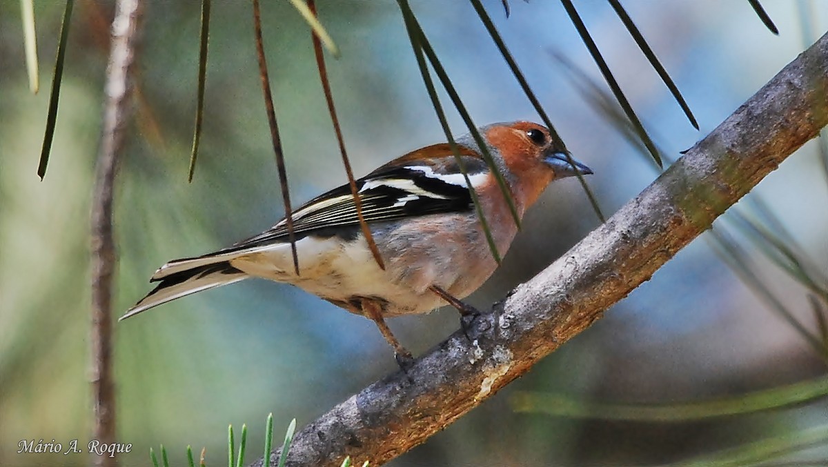 Common Chaffinch - Mário Roque