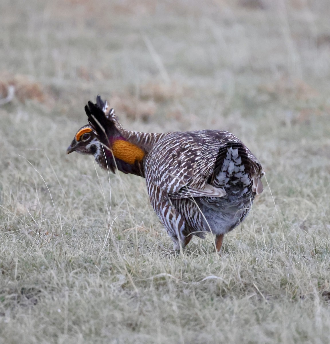 Greater Prairie-Chicken - Cheryl Rosenfeld