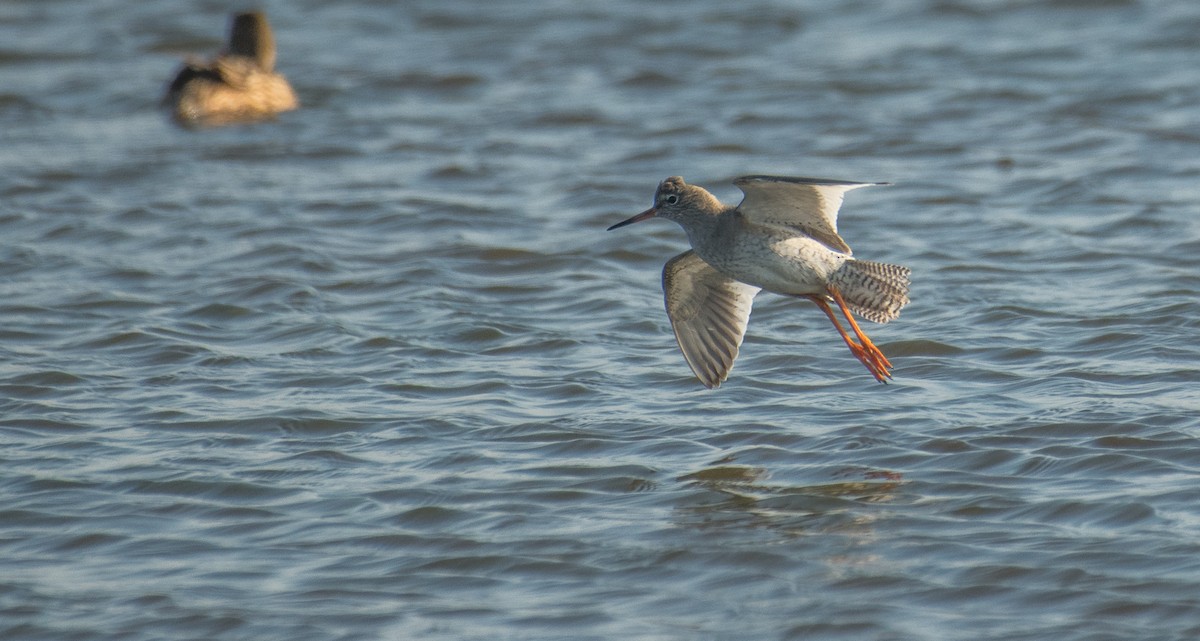 Common Redshank - Theo de Clermont