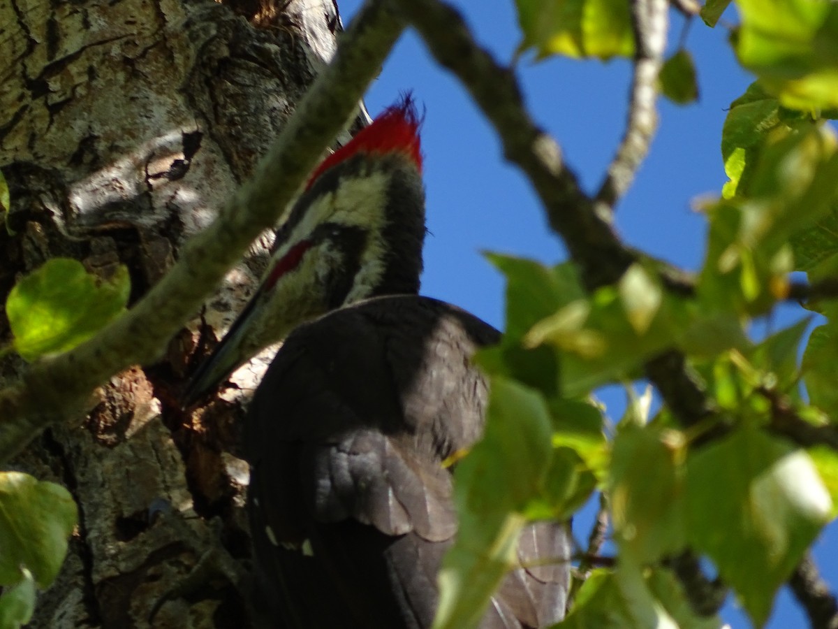 Pileated Woodpecker - Jim Walton