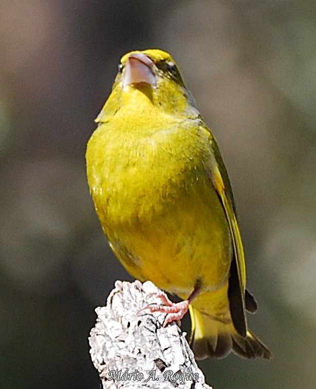 European Greenfinch - Mário Roque