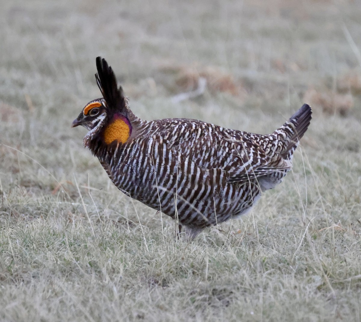 Greater Prairie-Chicken - Cheryl Rosenfeld