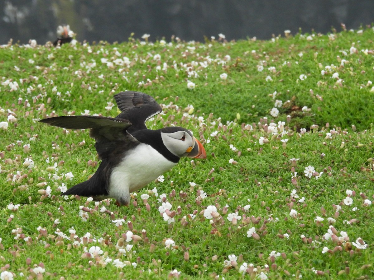 Atlantic Puffin - Mark Smiles