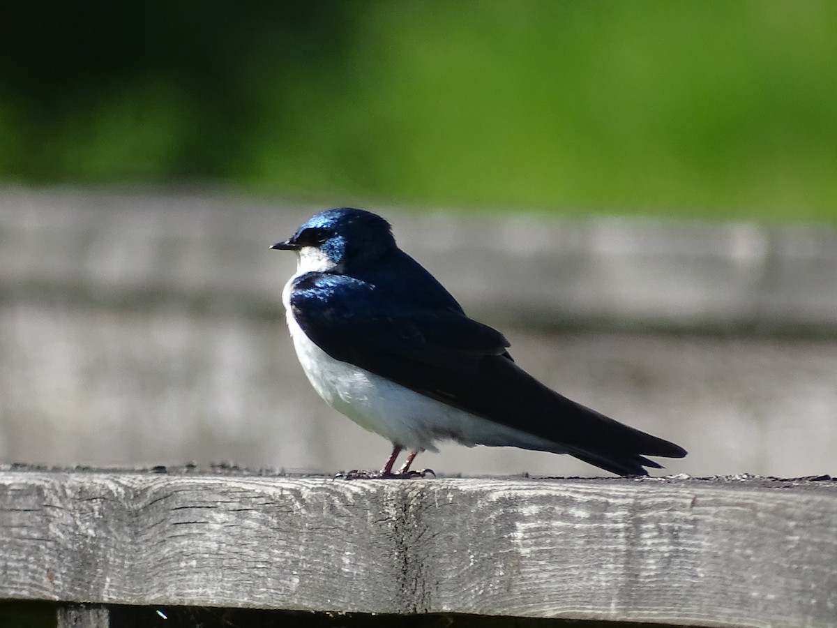 Tree Swallow - Jim Walton