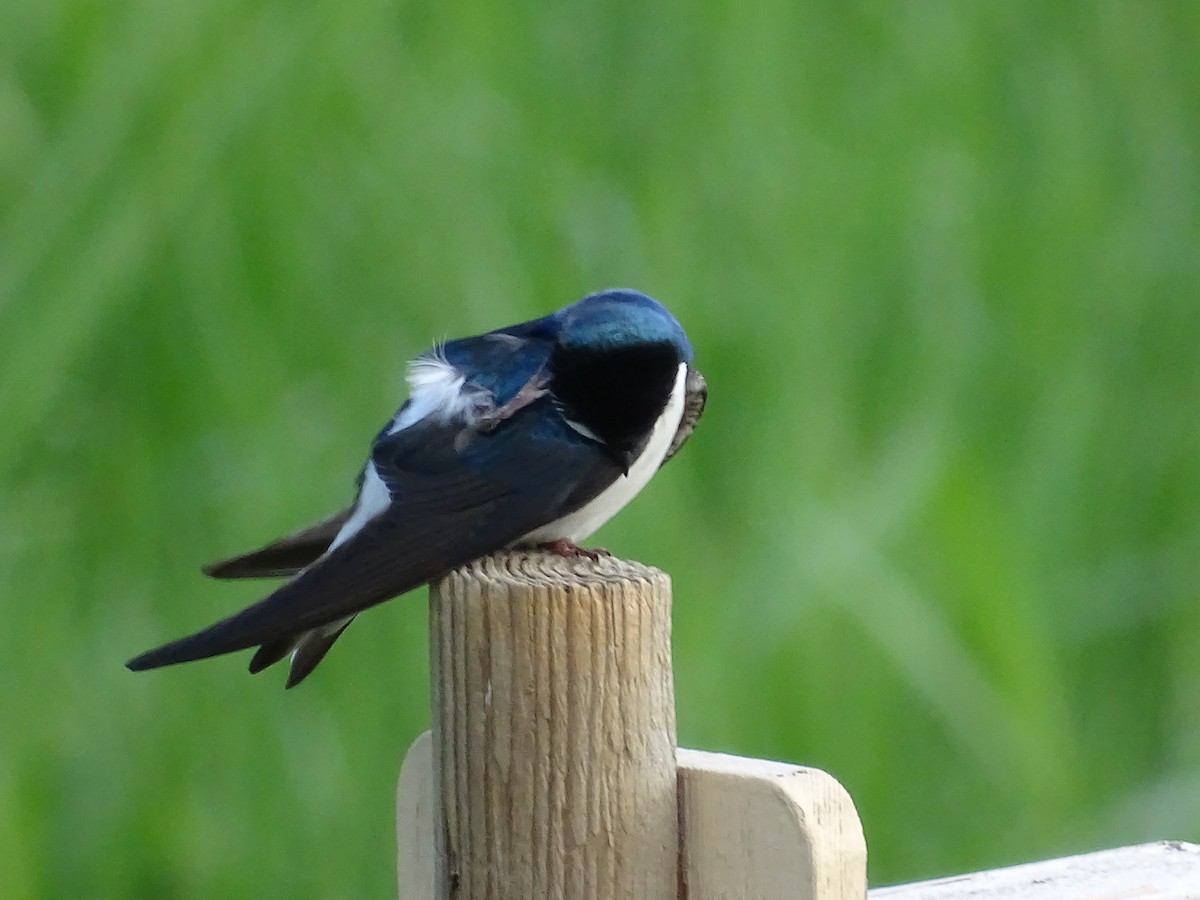 Tree Swallow - Jim Walton