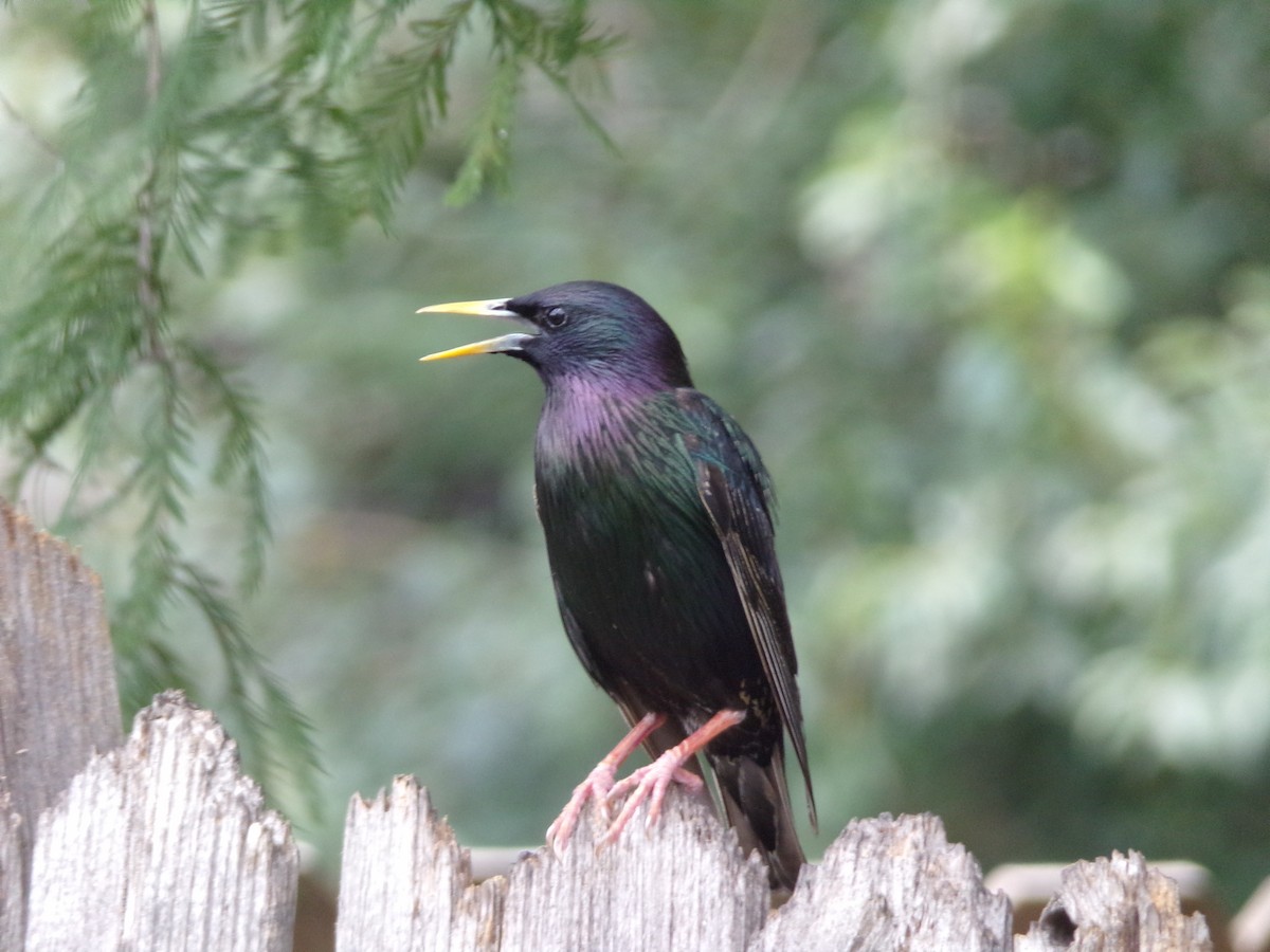 European Starling - Texas Bird Family