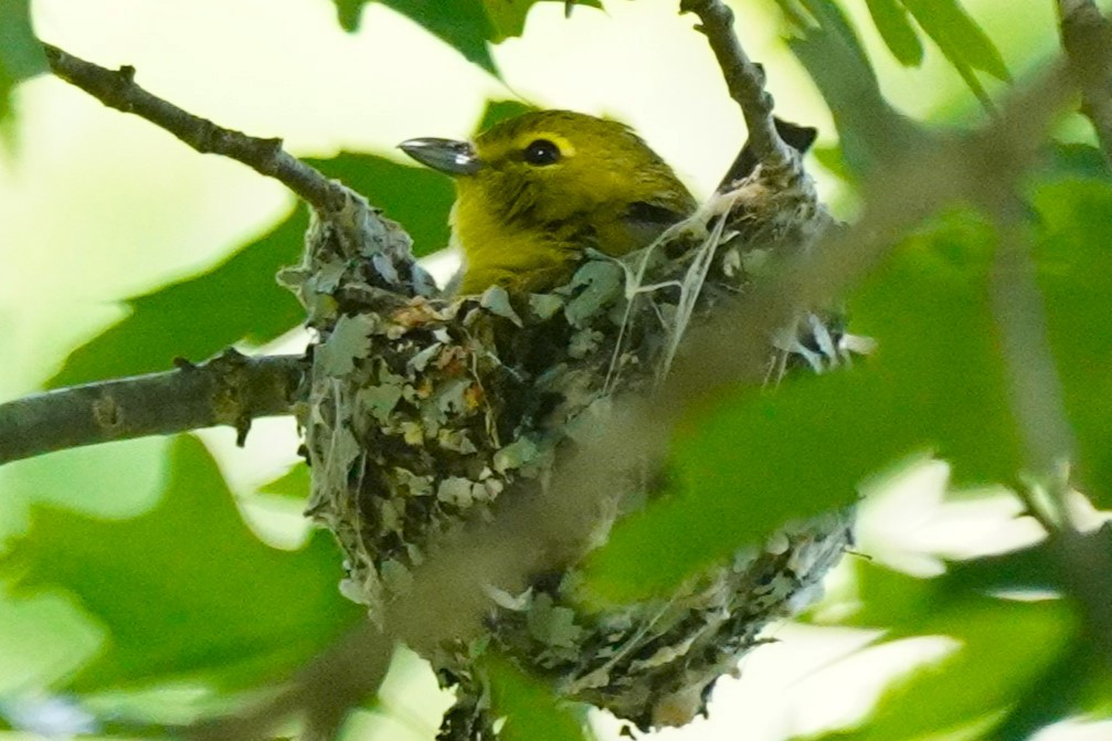 Yellow-throated Vireo - Reinhard Beatty