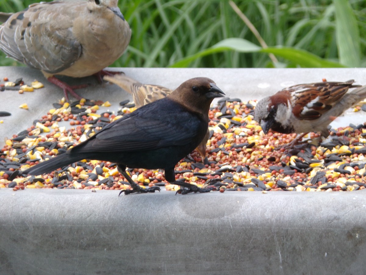 Brown-headed Cowbird - Texas Bird Family