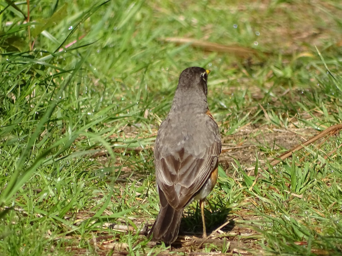 American Robin - Jim Walton