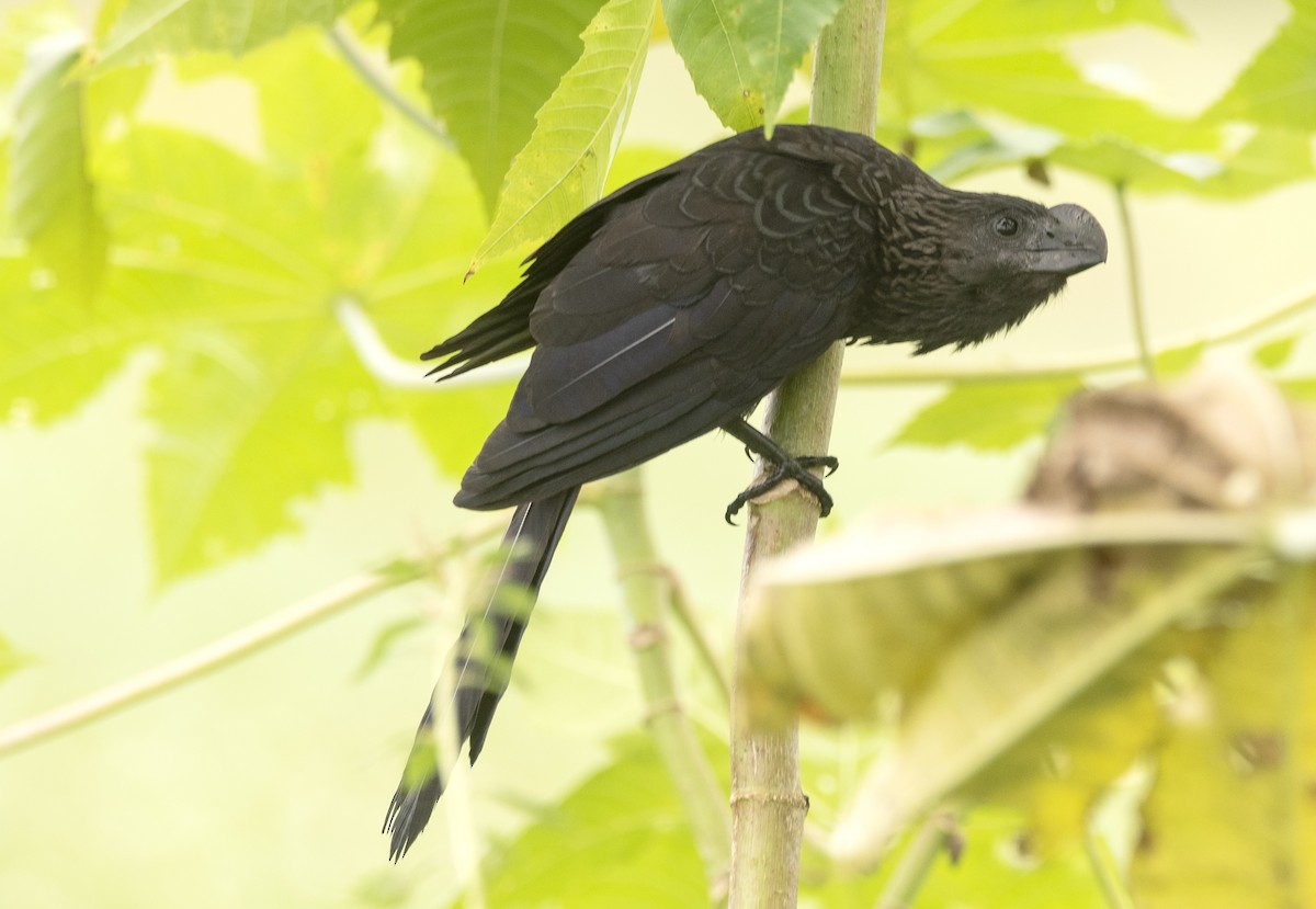 Smooth-billed Ani - ML619495381