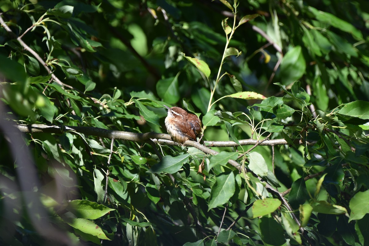 Carolina Wren - Amanda Davis