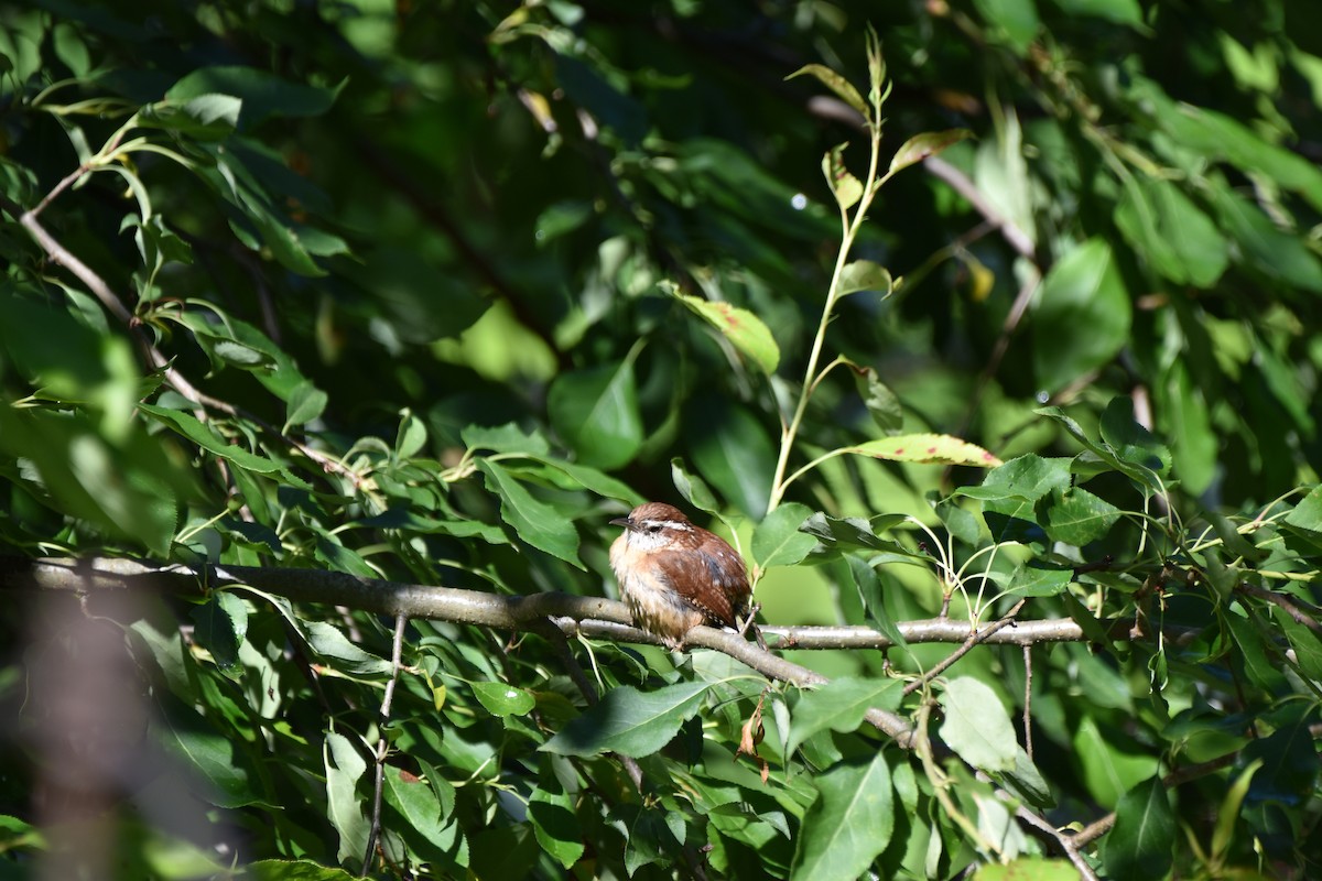 Carolina Wren - Amanda Davis