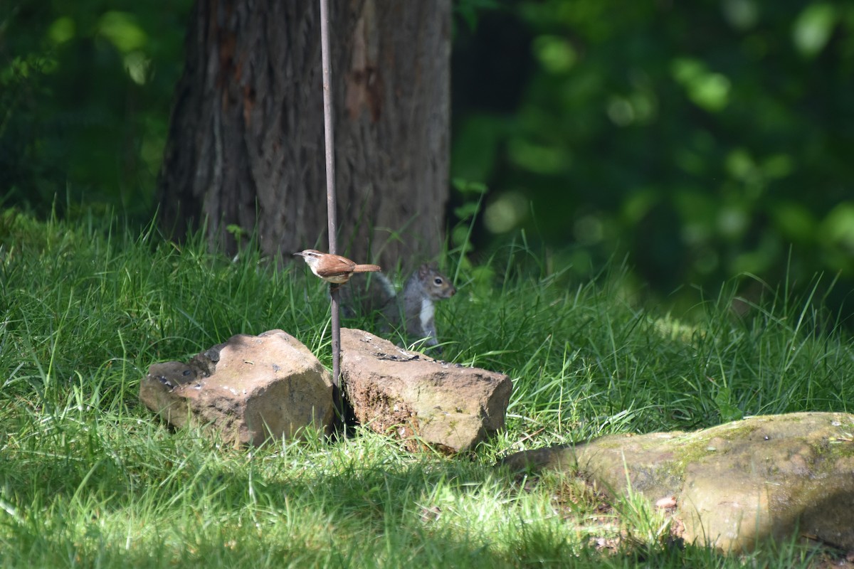 Carolina Wren - Amanda Davis