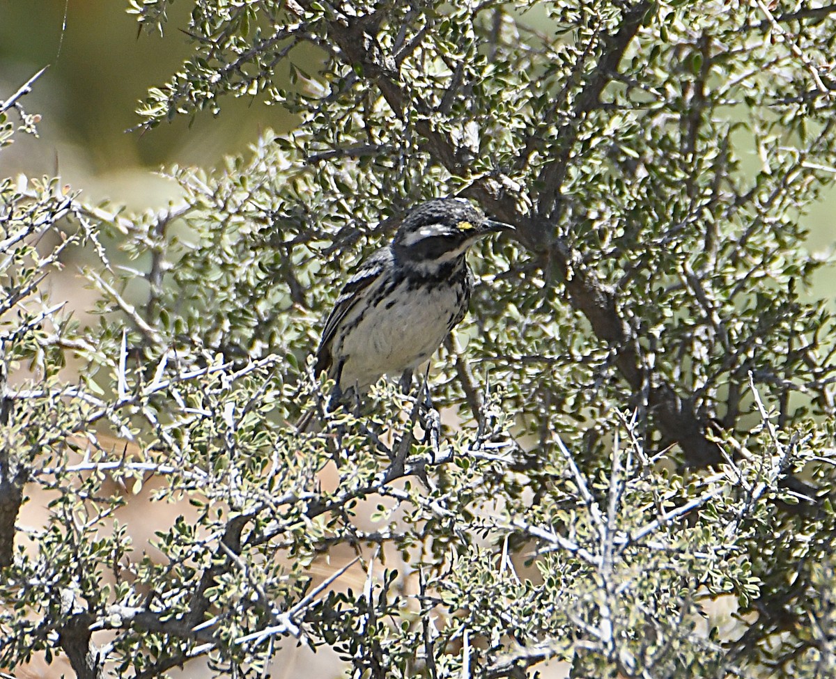 Black-throated Gray Warbler - Glenn Wyatt