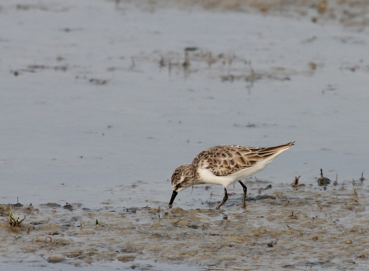 Little Stint - Tarun Singh