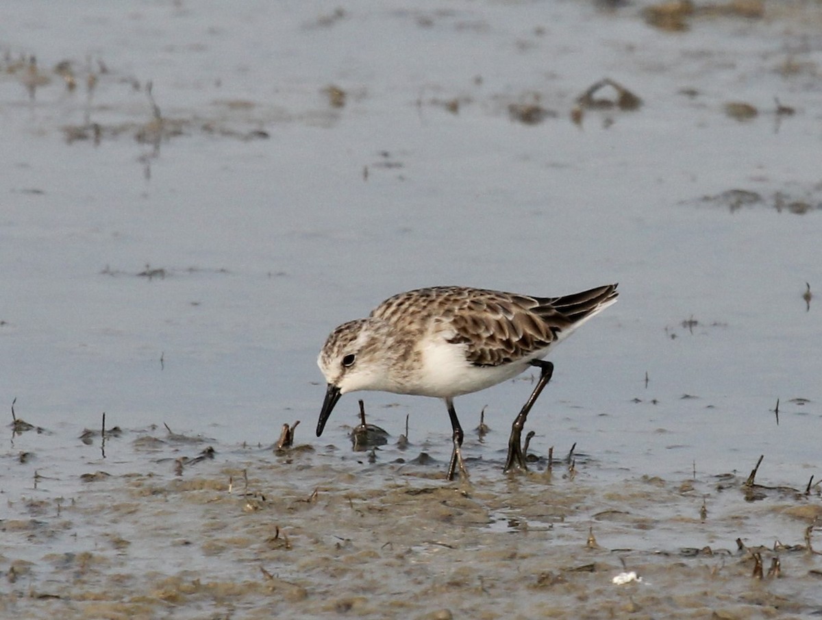 Little Stint - Tarun Singh