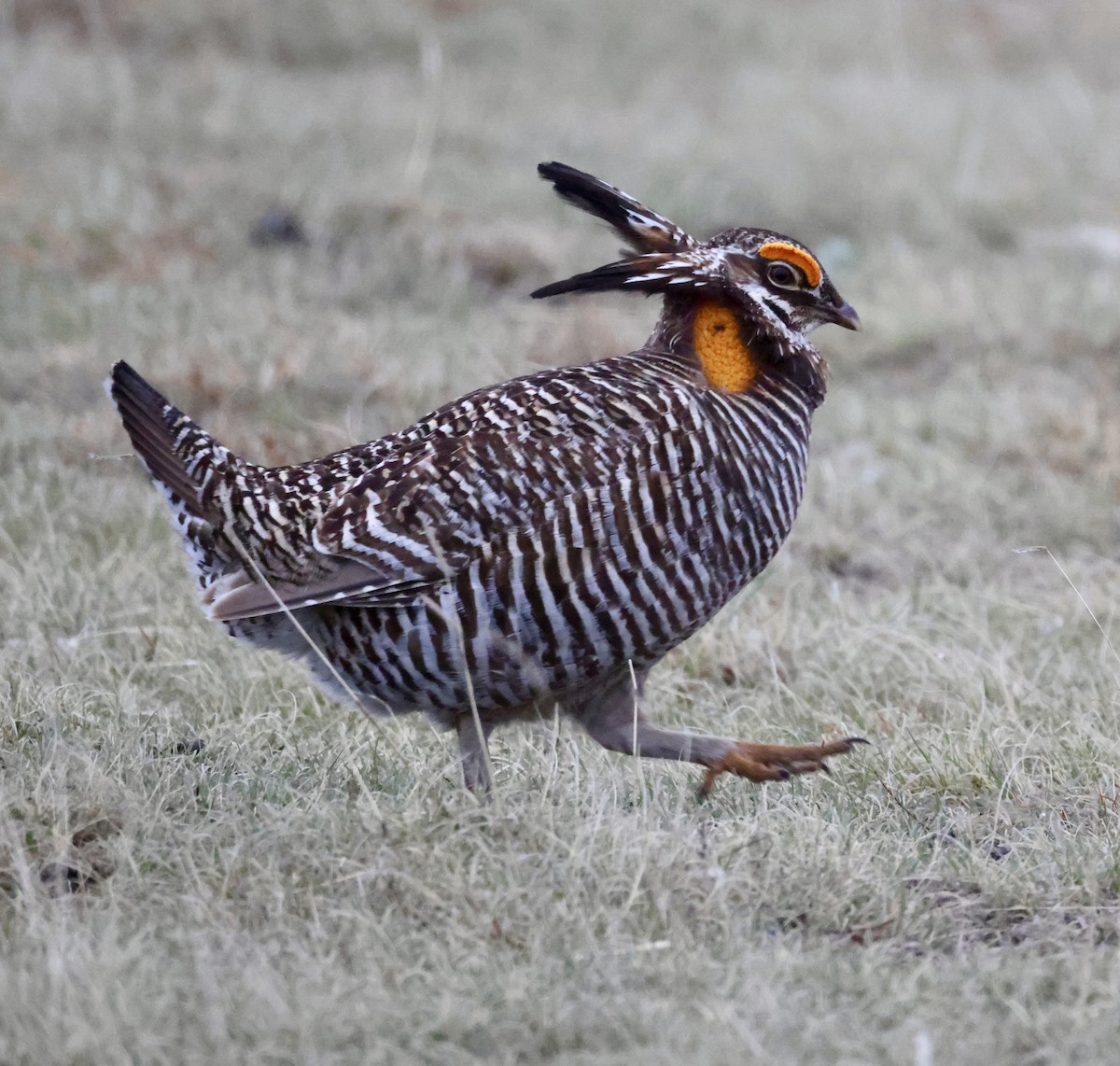 Greater Prairie-Chicken - Cheryl Rosenfeld