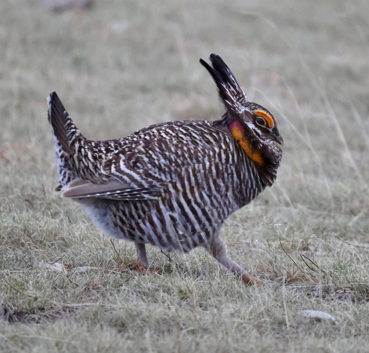 Greater Prairie-Chicken - Cheryl Rosenfeld