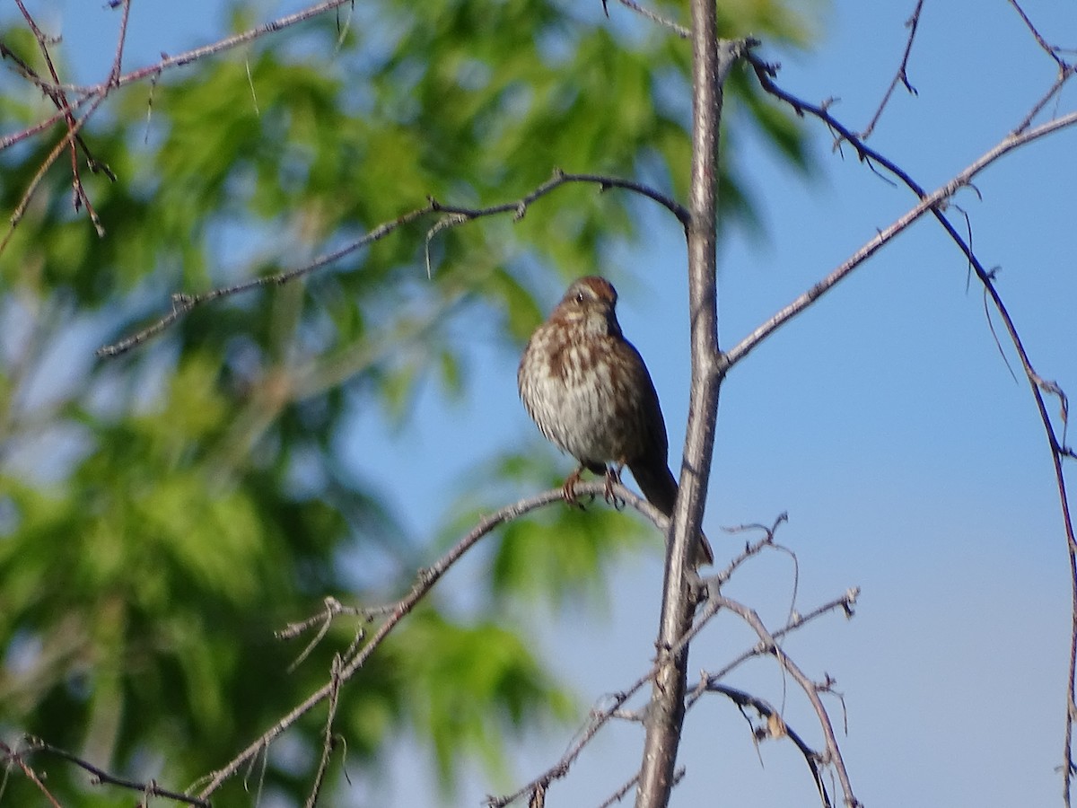 Song Sparrow - Jim Walton