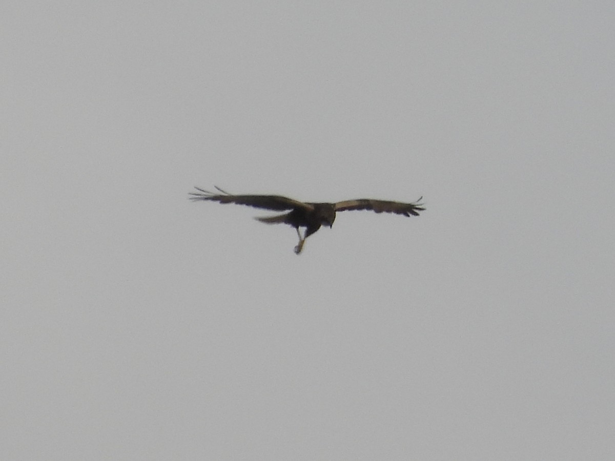 Western Marsh Harrier - Ricardo Moral