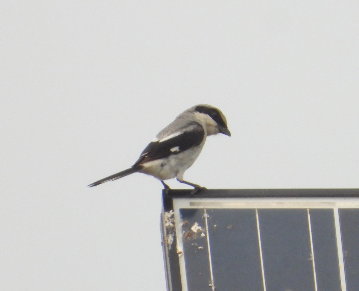 Loggerhead Shrike - Jeff Miller