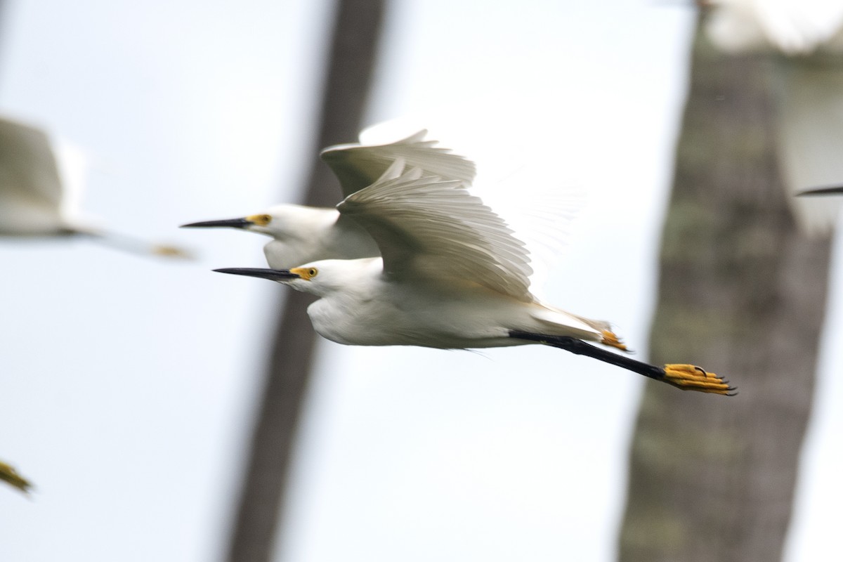 Snowy Egret - ML619495408