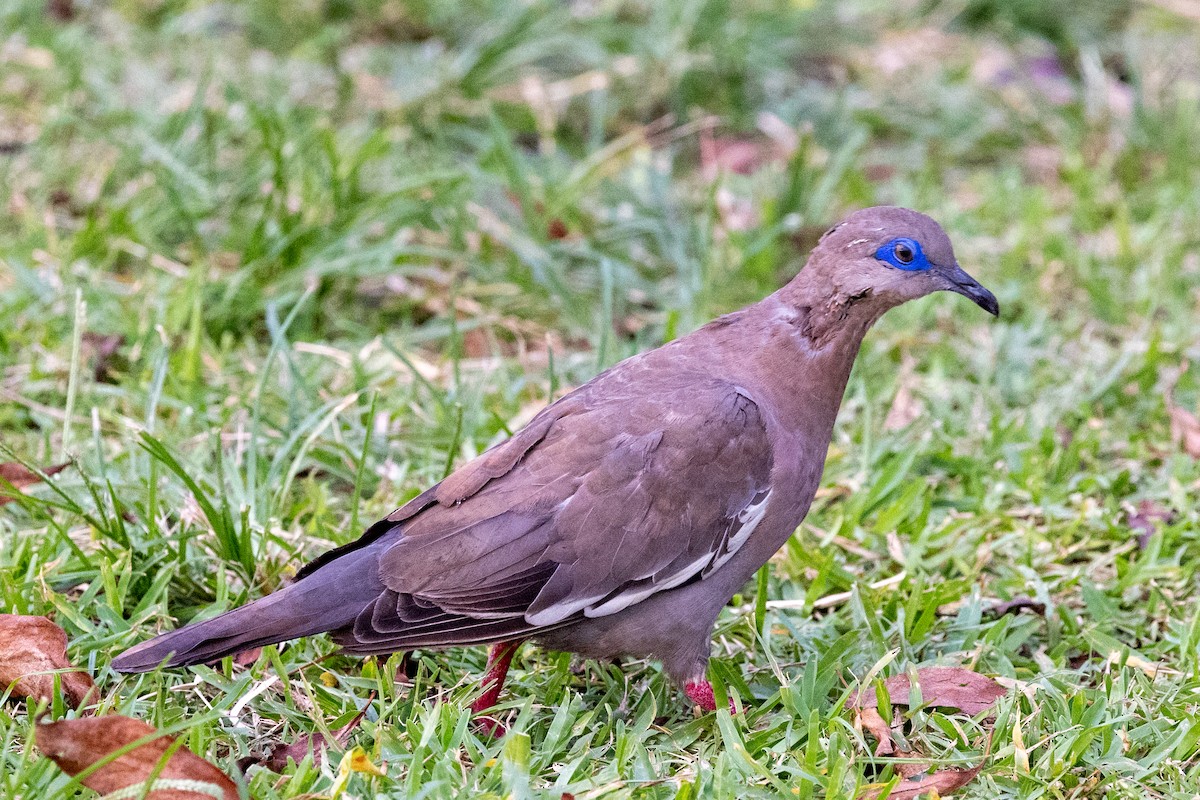West Peruvian Dove - Lutz Duerselen