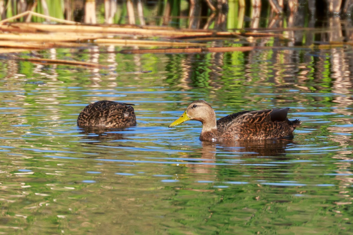 Mexican Duck - Joey McCracken