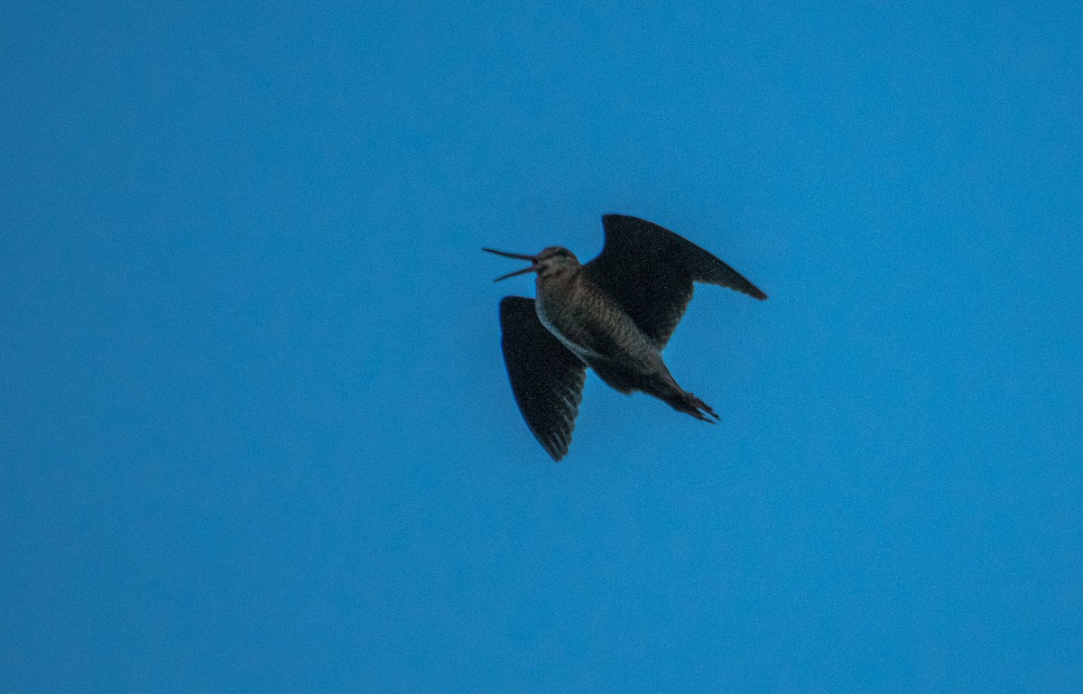 Eurasian Woodcock - Theo de Clermont