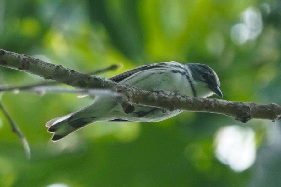 Cerulean Warbler - Reinhard Beatty