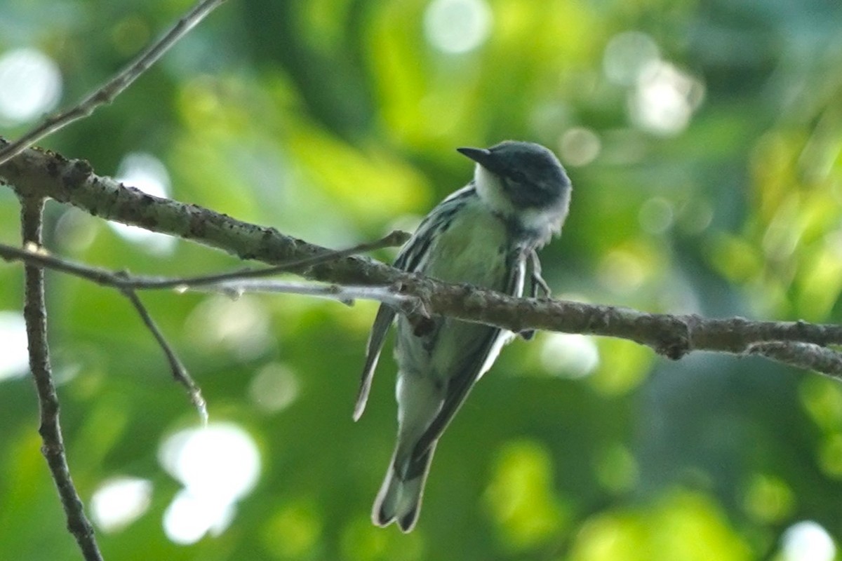 Cerulean Warbler - Reinhard Beatty