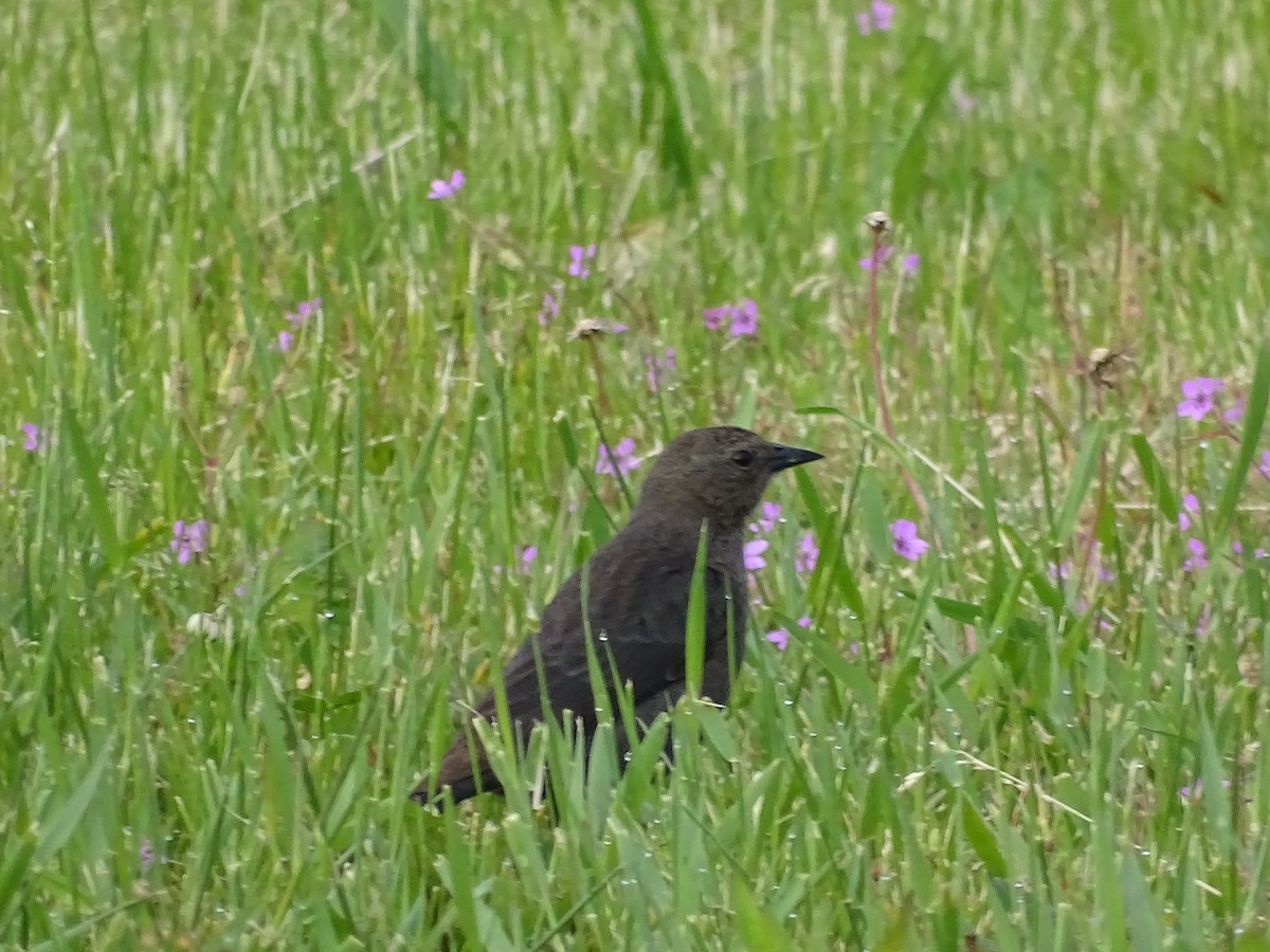 Brewer's Blackbird - Jim Walton