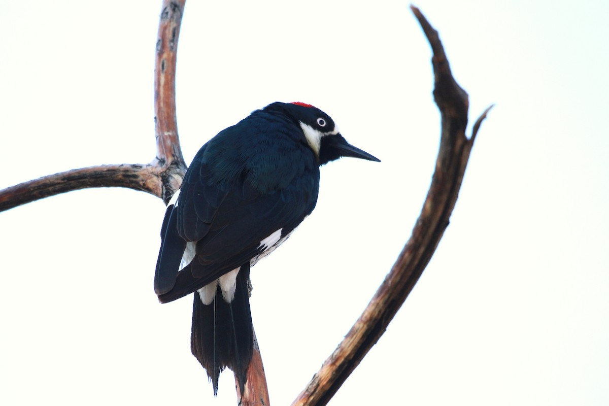 Acorn Woodpecker - Jesse Pline